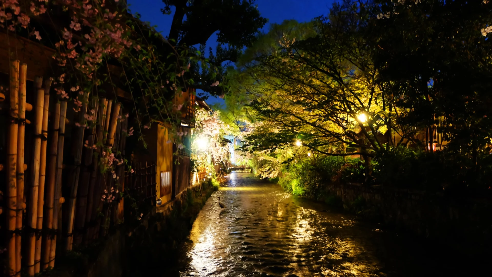 Shirakawa Lane Old-World Peace in Kyoto After Dark